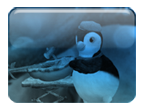 NESSIE